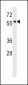 HCK Antibody (N-term)